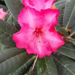 Rhodo Direct specializes in providing Rhododendron plants. Rhodo Direct specializes in providing Rhododendron plants.
