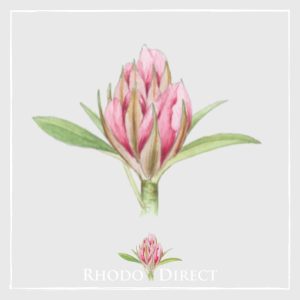 A pink flower with the words rhodo direct.