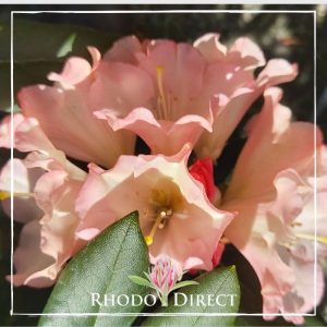 Rhododendron direct - rhododendrons - rhododendron.