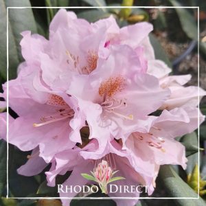 Rhodo direct rhododendron rhododendron rhododen.