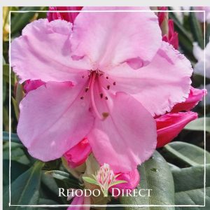 A pink rhododendron with the words rhododendron direct.