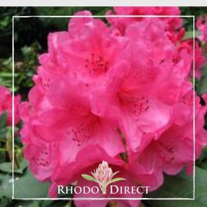 A pink rhododendron with the words rhododendron direct.