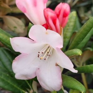 Rhododendron rhodo directly. Rhododendron rhodo directly.