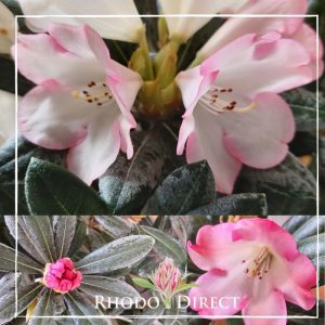 Rhododendron direct rhododendron direct rhododendron direct rh.