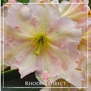 Rhododendron rhododendron rhododendron rhodo.