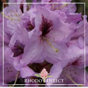 Rhododendron Arthur Bedford is the rhododendron rhodo.