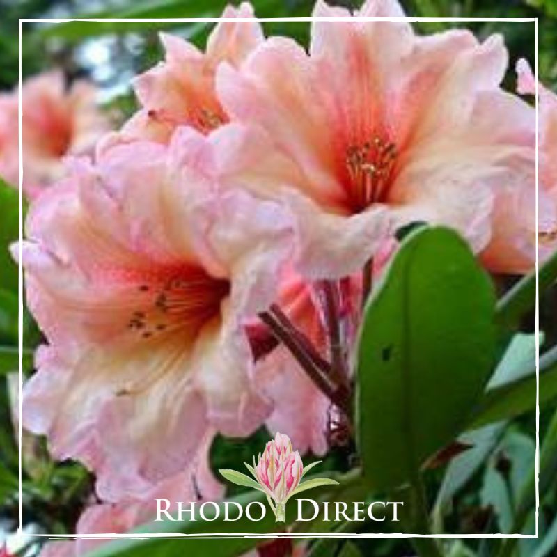 Rhododendron direct rhododendron rhododendron rhod.