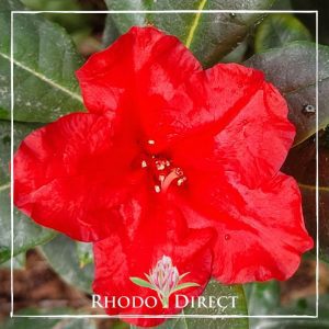 Rhododendron rhododendron rhododendron rhodo.