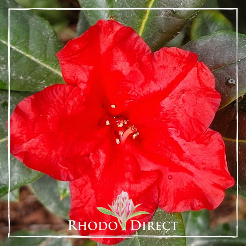 Rhododendron rhododendron rhododendron rhodo.