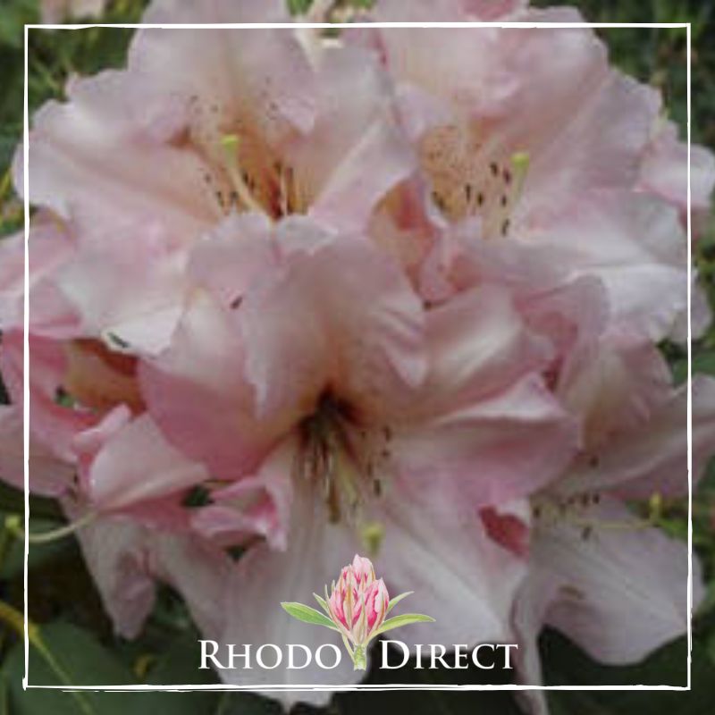 A pink rhododendron with the words rhododendron direct.