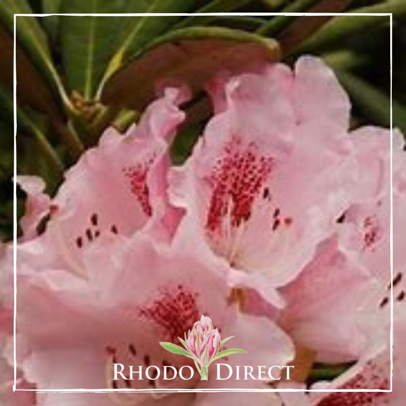 A pink rhododendron with the words rhododendron direct.
