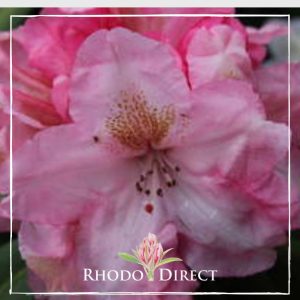 A pink rhododendron with the words rhodo direct.