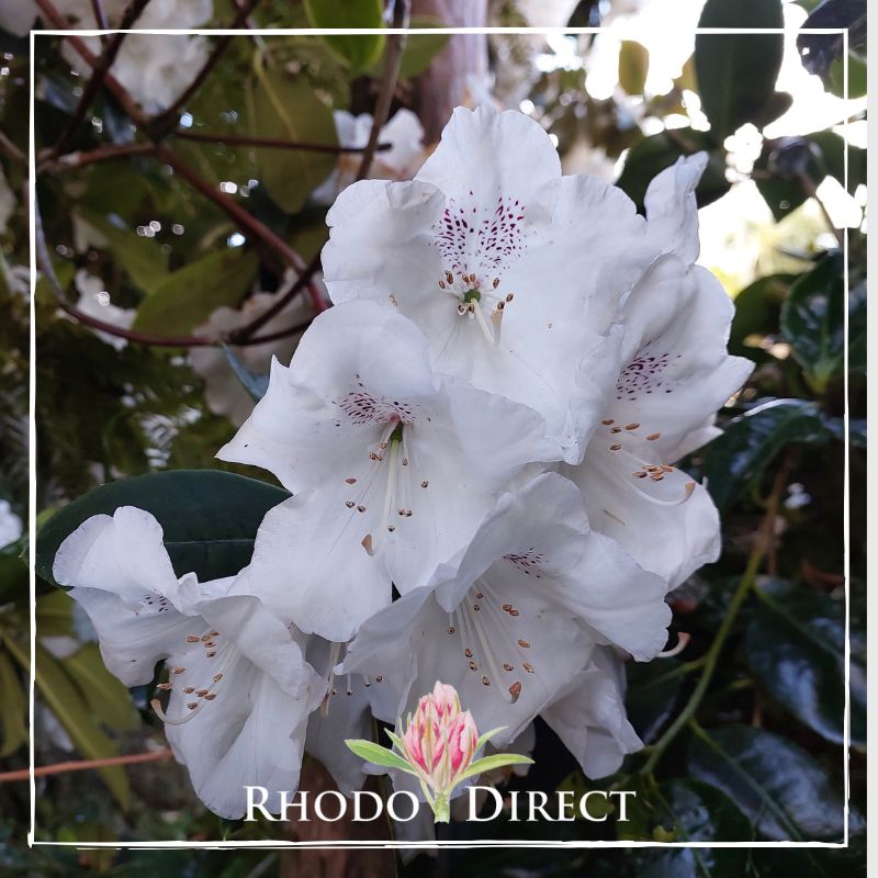 Rhododendron rhododendron rhododendron rhodo.