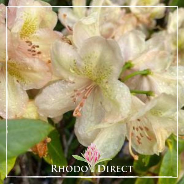 Rhododendron rhododendron rhododendron rhodo.