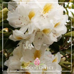 Rhododendron rhododendron rhododendron rhodo.
