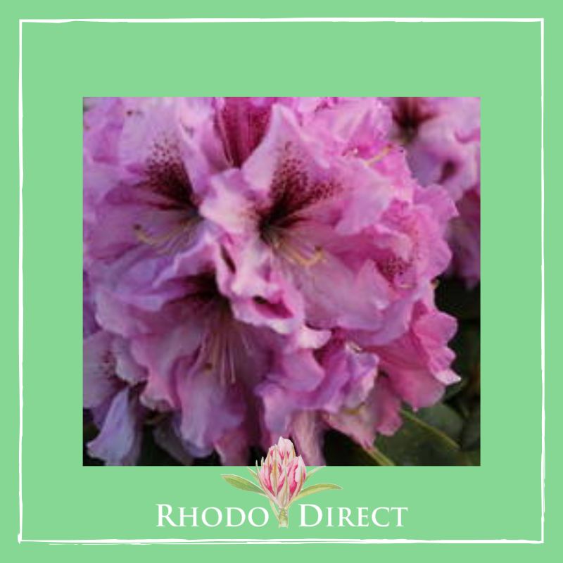 Rhododendron direct rhododendron rhododendron rhod.
