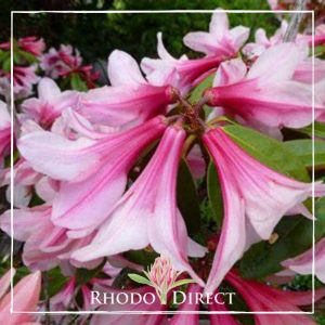 A pink rhododendron with the words rhodo direct.