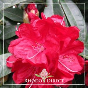 Rhododendron rhododendron rhododendron rhodo.