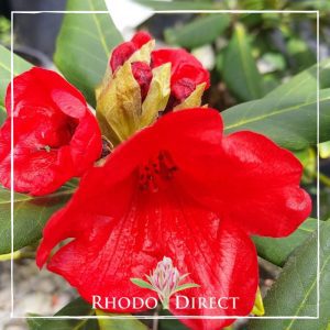 Rhodo direct rhododendron rhododendron rhododen.