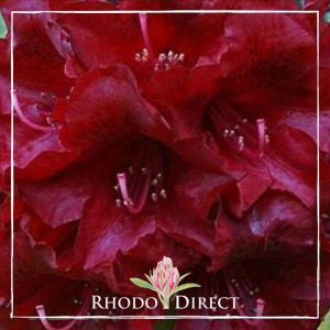 Red rhododendron - rhododendron direct.