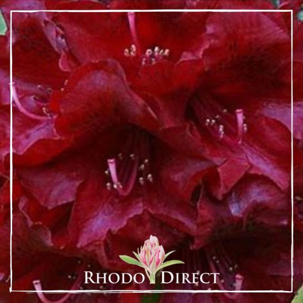 Red rhododendron - rhododendron direct.