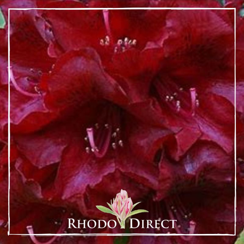 Red rhododendron - rhododendron direct.