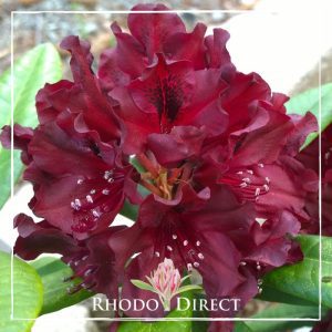 A red rhododendron with the words rhododendron direct.