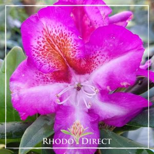 Rhodo direct rhododendron rhododendron rhododen.
