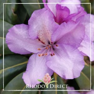Rhododendron direct rhododendron rhododendron rhod.