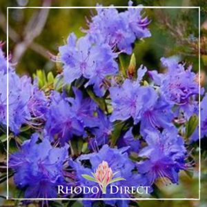 Rhodo direct rhododendron rhododendron rhododen.