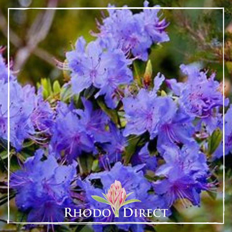 Rhodo direct rhododendron rhododendron rhododen.