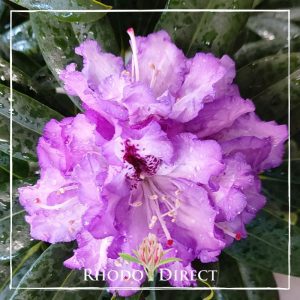 A purple rhododendron in a vase with green leaves.
