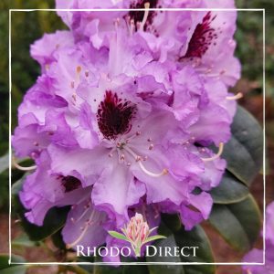 A purple rhododendron with the words rhododendron direct.