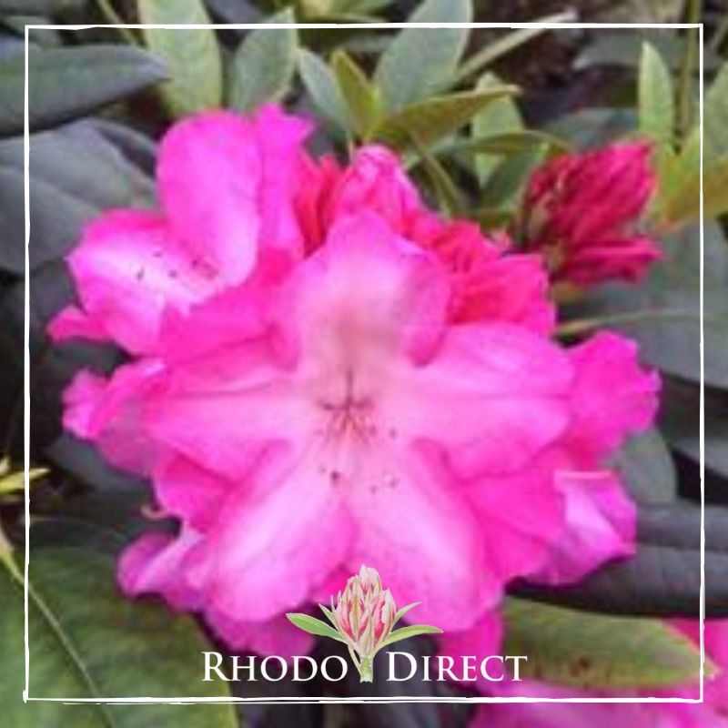 Rhododendron direct rhododendron rhododendron rhod.