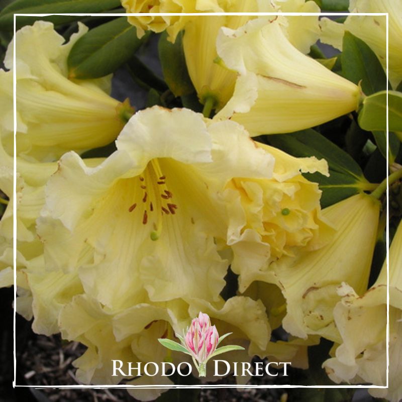 Rhododendron rhododendron rhododendron rhodo.
