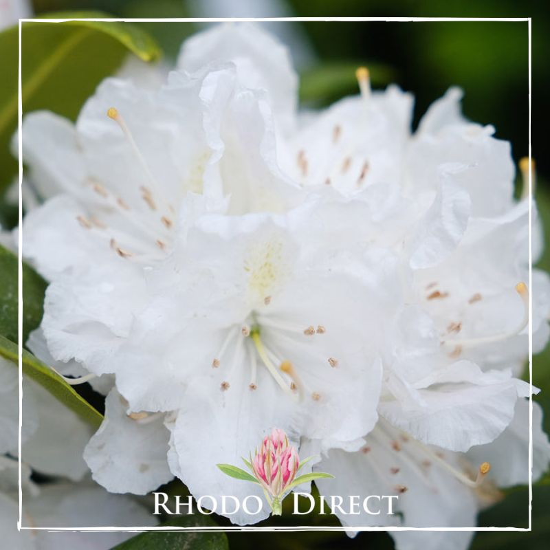 Rhodo direct rhododendron rhododendron rhododen.