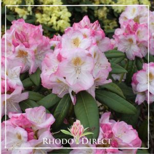 Rhododendron rhododendron rhododendron rhodo.