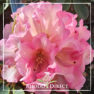 A pink rhododendron with the words rhodo direct.