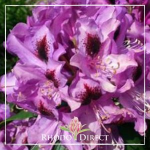 Rhododendron rhododendron rhododendron rhodo.