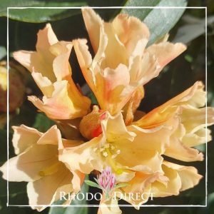 Rhododendron rhododendron rhododendron rhodo.