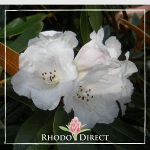 Rhododendron rhododendron rhododendron rhodo.