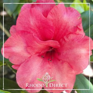 Rhodo direct azalea - rhodo direct azalea.