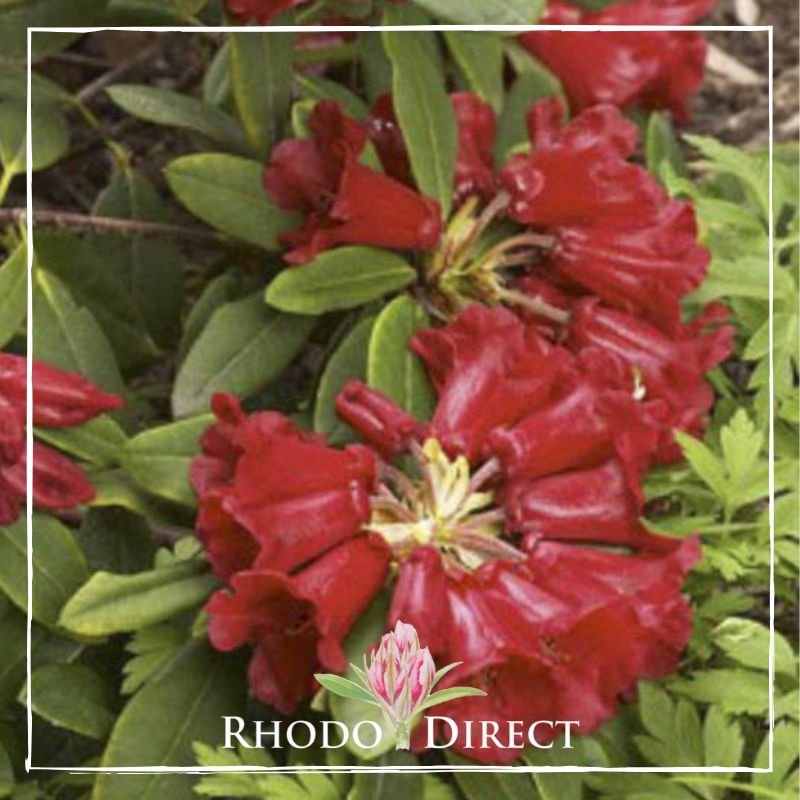 Rhododendron rhododendron rhododendron rhodo.