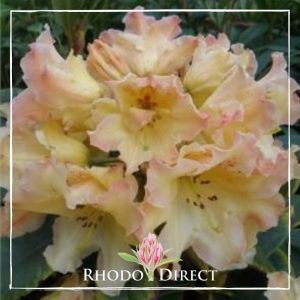 A yellow rhododendron with the words rhododendron direct.
