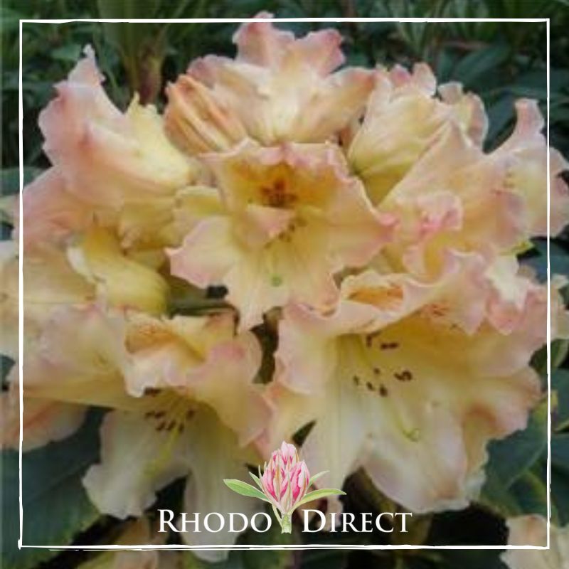 A yellow rhododendron with the words rhododendron direct.