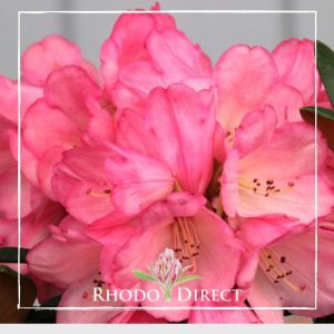 Rhodo direct rhododendron rhododendron rhododen.