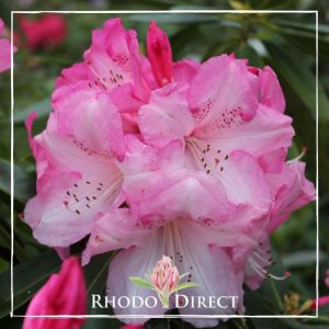 Rhodo direct rhododendron rhododendron rhododen.