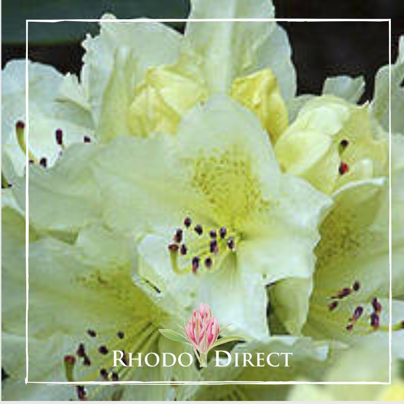 Rhododendron rhododendron rhododendron rhodo.