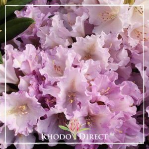 Rhododendron direct rhododendron rhododendron rhod.