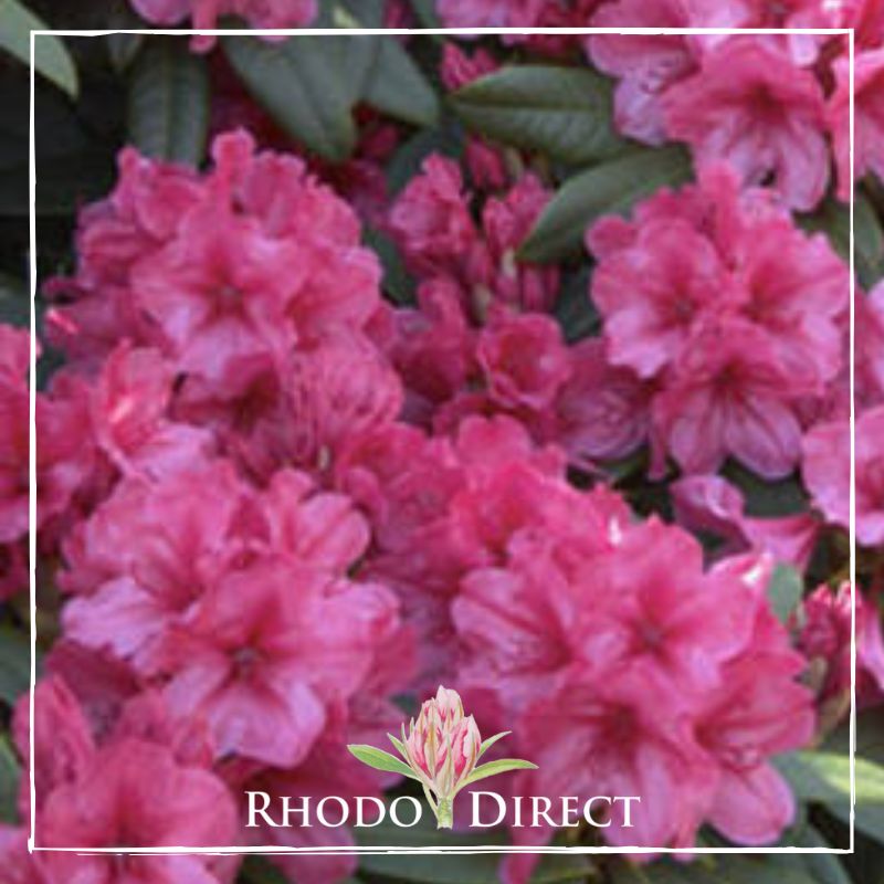 A pink rhododendron with the words rhododendron direct.